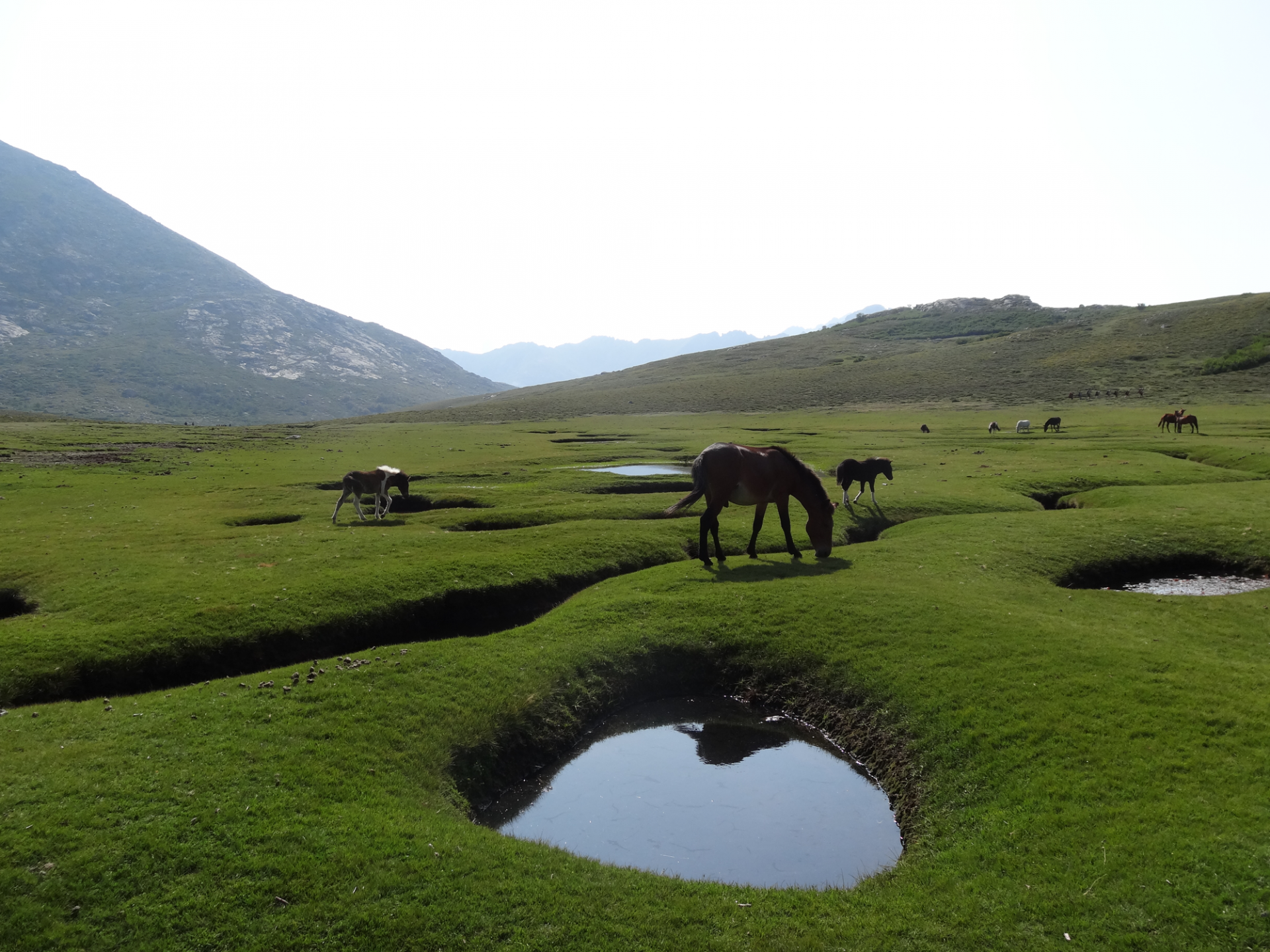 Pozzine et chevaux